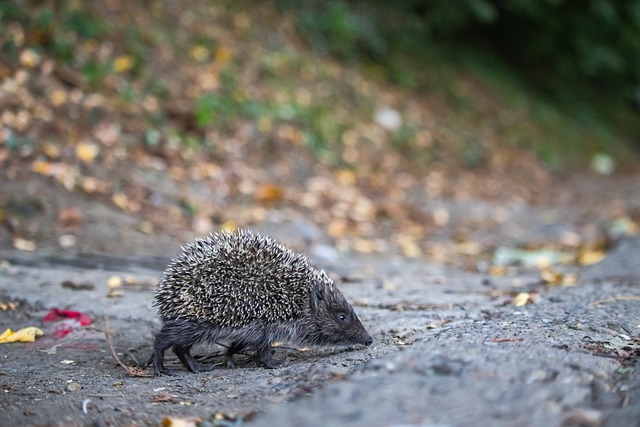 再见NBA！新星全明星赛季报销.